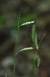 Sharpscale sedge